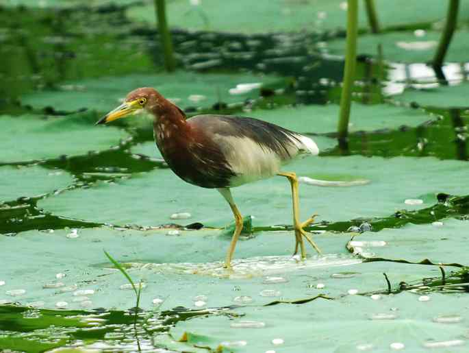 圆明园&nbsp;wbr路&nbsp;wbr荷塘深处觅食的池鹭