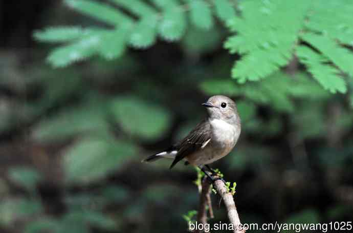 红喉姬鹟（24）