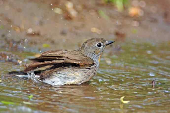 雄性红喉姬鹟(8) 雄性红喉姬鹟(8)