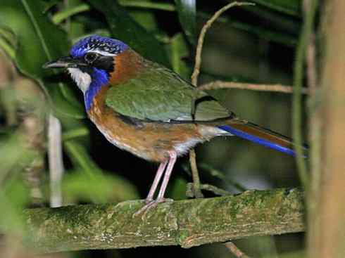 绝色攀禽：佛法僧目之地鴗