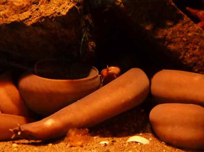 鱼类活化石:盲鳗 鱼类活化石:盲鳗