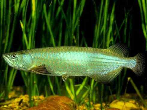 鱼类活化石：巨骨舌鱼