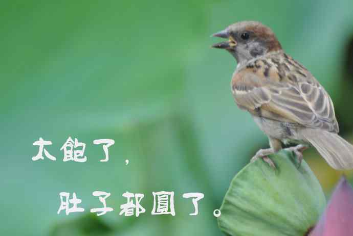 北京紫竹园公园的鸟类——雀儿的表情