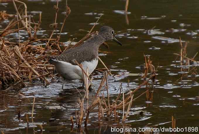 初冬沙河 wbr寒鸦满天