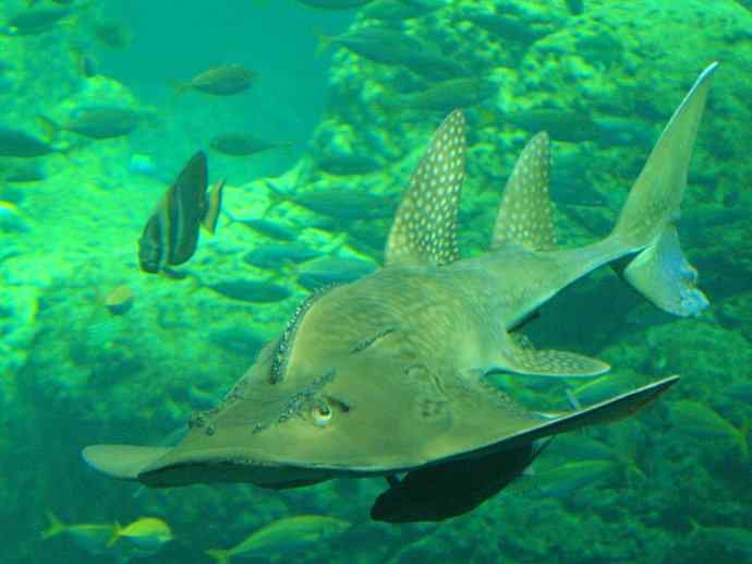 鱼类活化石:锯鳐 鱼类活化石:锯鳐