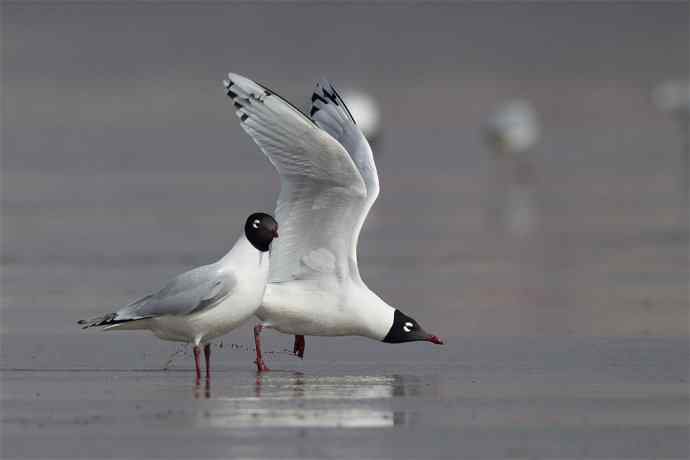 人类曾经遗失的鸥鸟---遗鸥