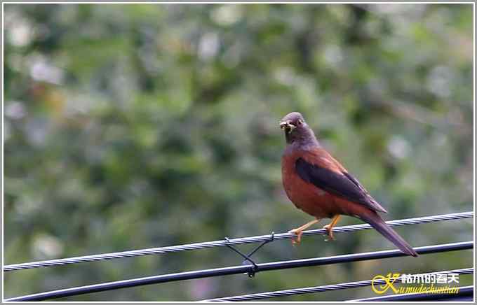 川西高原行&bull;拍鸟【照片】