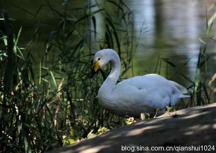 白天鹅.悠然自得(动物园)