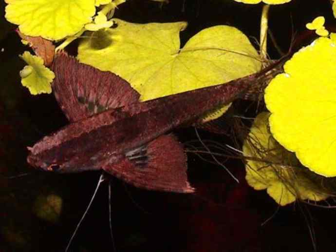 鱼类活化石：齿蝶鱼