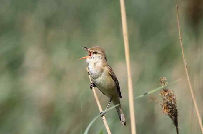 东方大苇莺 东方大苇莺