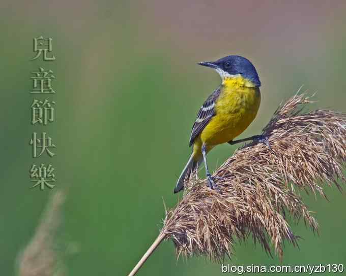 儿童节快乐！