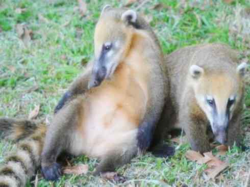 十大喜食蜂蜜动物：蜜熊