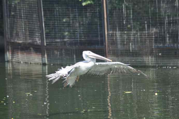 再次看到鹈鹕飞