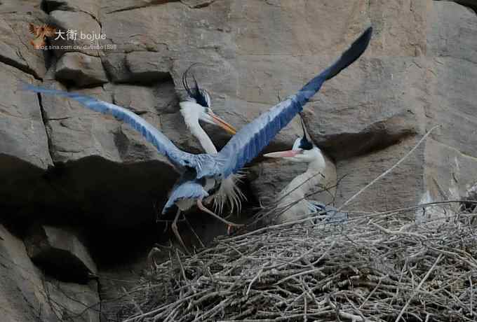 春天奏鸣曲：苍鹭的幸福生活
