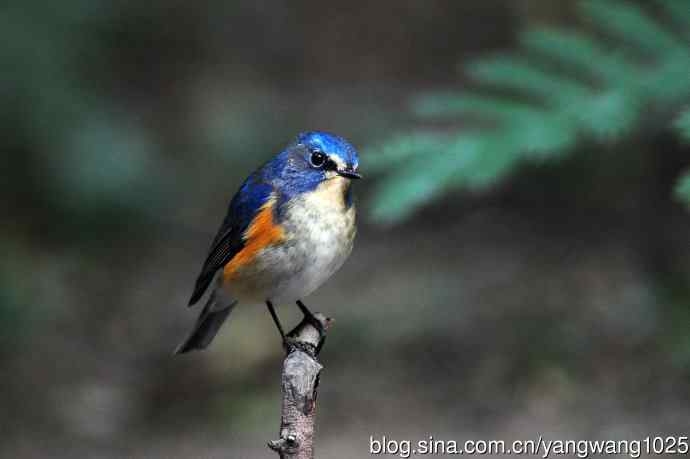 雄性红胁蓝尾鸲（13）