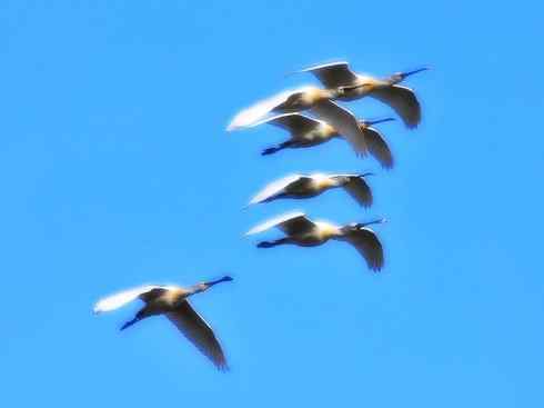 自然奇观：动物大迁徙(涉禽)