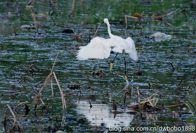 小白鹭黄昏捕鱼