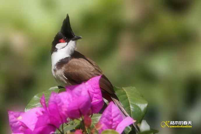 云南拍的三种鈥滒氢