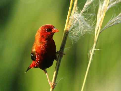 极品红色鸟类：红梅花雀