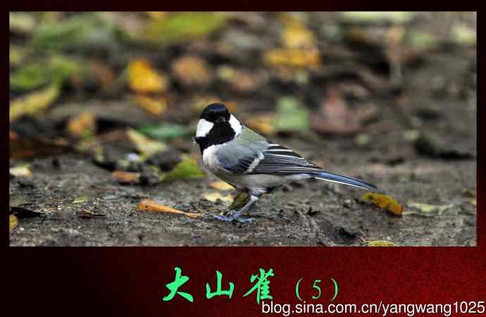 大山雀（5）