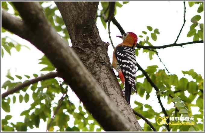 棕腹啄木鸟和其他【照片】