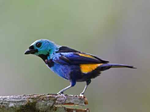 极品红色鸟类:玫红比蓝雀 极品红色鸟类:玫红比蓝雀