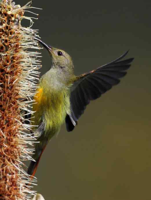 因太阳而更加美丽，因红尾而呈上吉祥