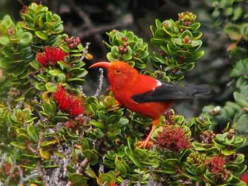 极品红色鸟类：镰嘴管舌鸟