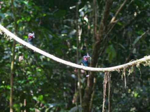 绝色攀禽:佛法僧目之蜂虎 绝色攀禽:佛法僧目之蜂虎