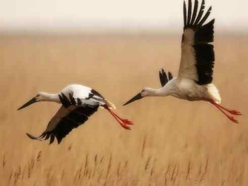 自然奇观：动物大迁徙(涉禽)