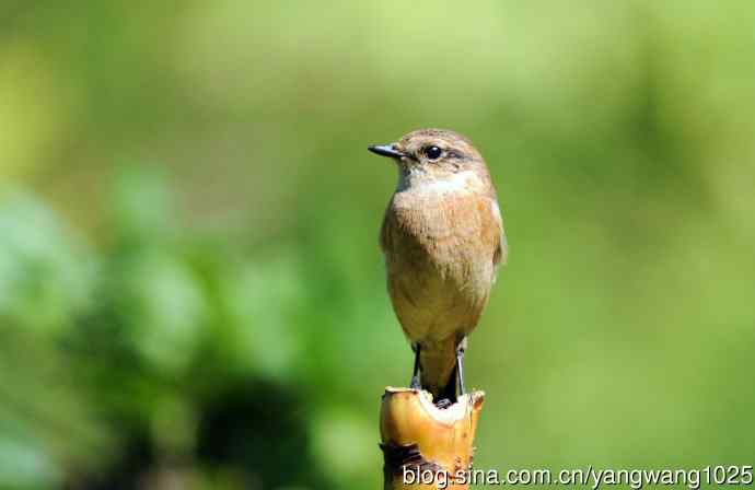 雌性黑喉石鵖（4）