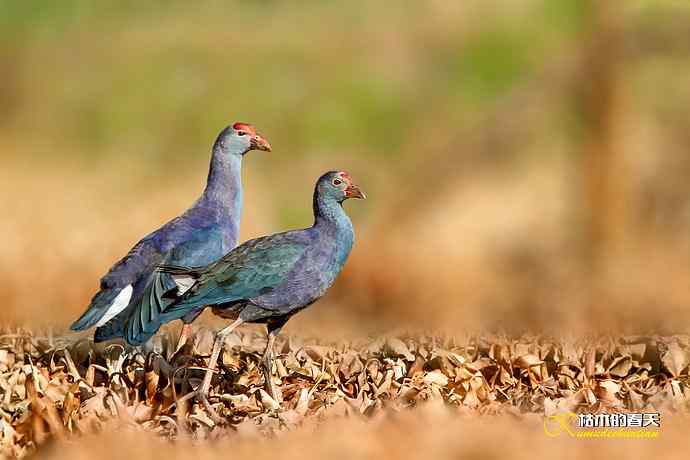 悠闲的鈥溩纤︹