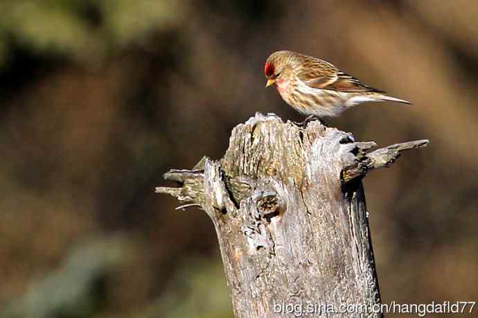 白腰朱顶雀(1) 白腰朱顶雀(1)