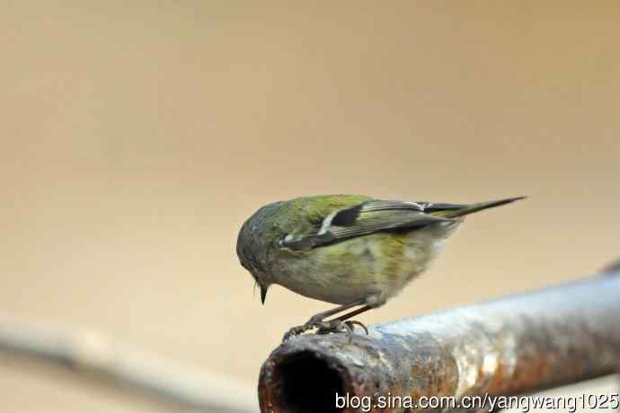 戴菊鸟(20) 戴菊鸟(20)
