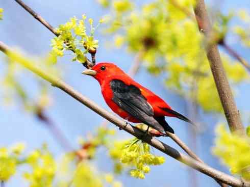 极品红色鸟类：猩红比蓝雀