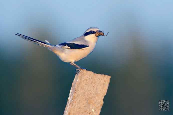 野鸭湖的楔尾伯劳吃什么？
