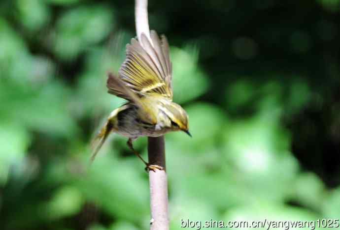 黄腰柳莺（6）