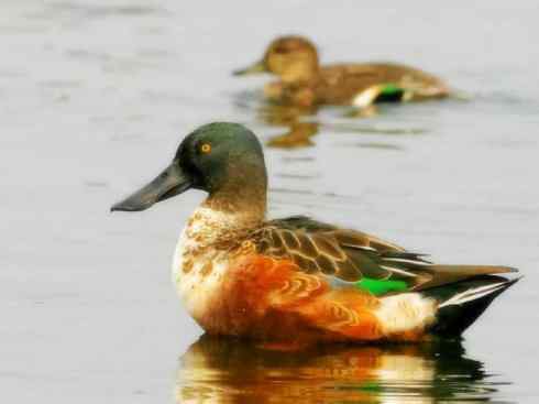 雁鸭之最之八（海番鸭、琵嘴鸭、绿翅鸭、鹊鸭）