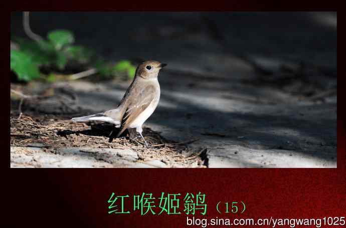 红喉姬鹟（15）