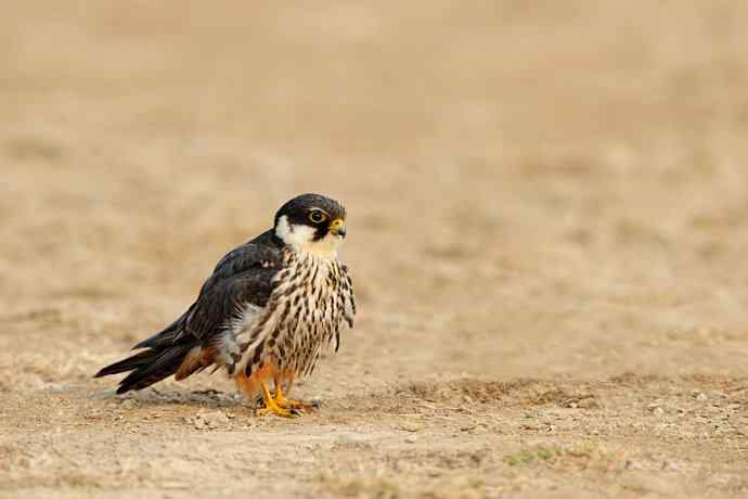 摄猛野鸭湖（地版与早餐）