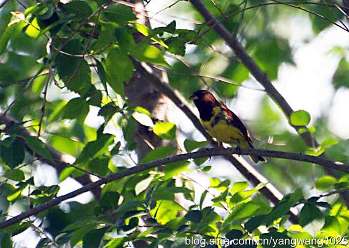 栗鹀鸟与牛头伯劳（记录版）