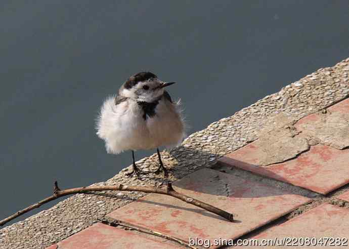 151.圣诞节送上12月份拍新鸟 151.圣诞节送上12月份拍新鸟