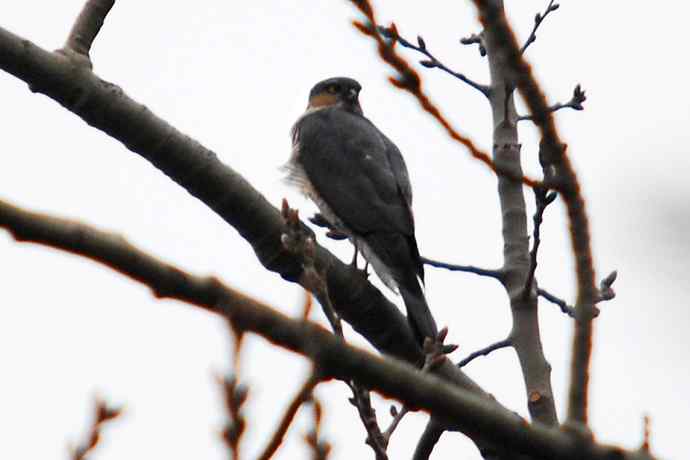北京植物园赏鸟（九），雀鹰（组图）