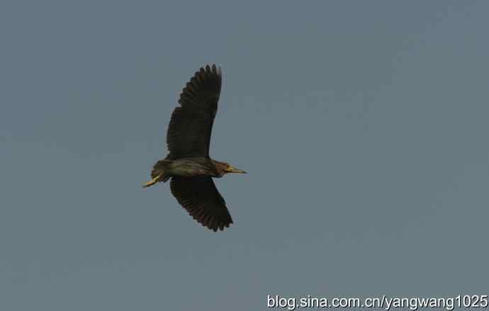 飞(夜鹭) wbr6 飞(夜鹭) wbr6