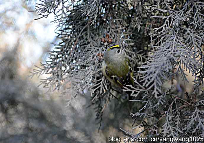 柏树丛中的戴菊 wbr3