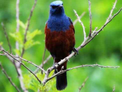 美丽无罪：雀鸟之矶鸫