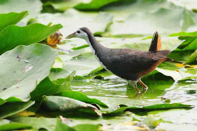 龙潭西湖的白胸苦恶鸟