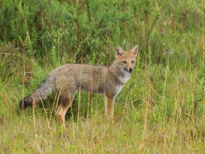 犬科：狐亚科伪狐属之高地狐、河狐、秘鲁狐