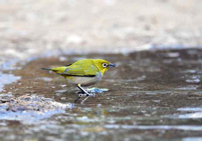 暗绿绣眼鸟(3) 暗绿绣眼鸟(3)