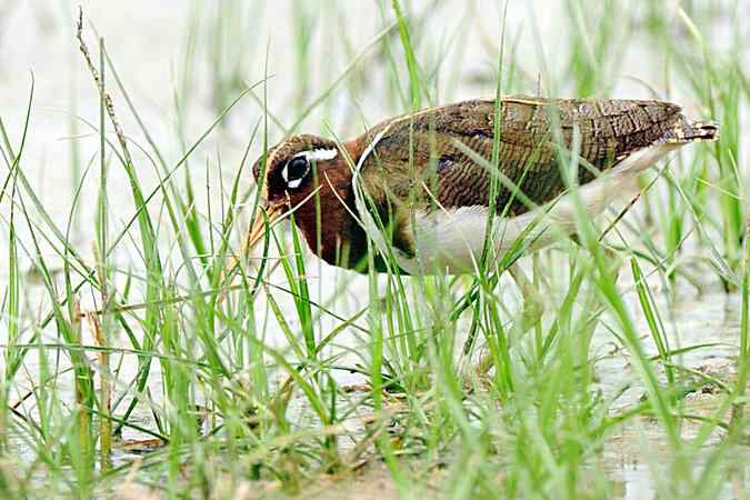 再上衡水湖 wbr续拍明星鸟